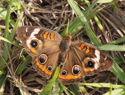 [A top down view of the butterfly sitting in the grass. The main color of the wings including the edges are brown. Within that are two stripes of orange at the top of each wing as well as orange near the brown border at the bottom of the wings. There is a white stripe on the outside or each wing and along the edges are a series of black-rimmed circles with large purple-blue centers and orange rings around the centers. Each wing has four 'buckeyes' of varying size.]